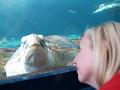 Sea turtle befriends Christy 2